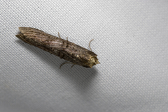 Lophoptera longipennis