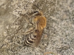 Colletes succinctus