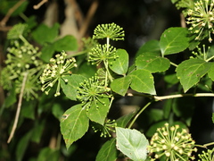 Eleutherococcus trifoliatus