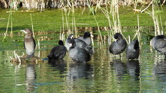 Fulica atra