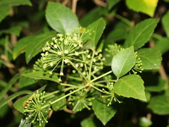 Eleutherococcus trifoliatus