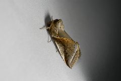 Habrosyne indica formosana