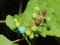 Ampelopsis glandulosa hancei