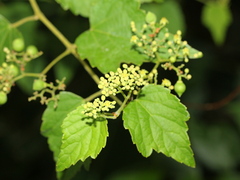 Ampelopsis glandulosa hancei