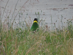 Barnardius zonarius