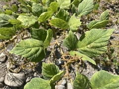 Cucumis maderaspatanus