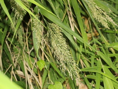 Arundo formosana