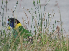 Barnardius zonarius