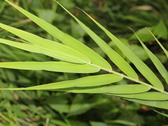 Arundo formosana