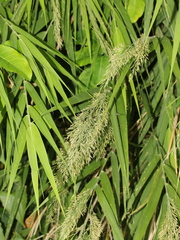 Arundo formosana
