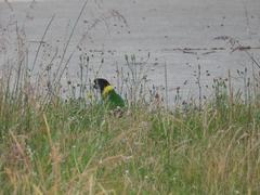 Barnardius zonarius