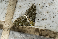 Arichanna picaria