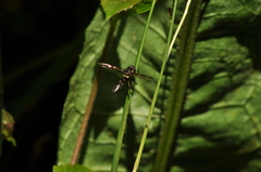 Salpingogaster nigra