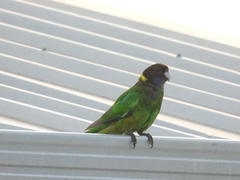 Barnardius zonarius semitorquatus