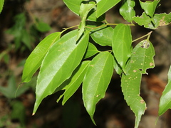 Celtis tetrandra