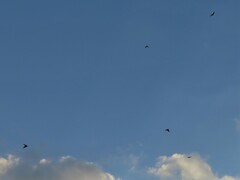 Hirundo rustica