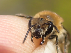 Colletes succinctus