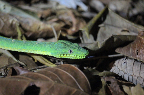 Emerald Tree Boa, Corallus caninus