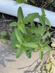Croton glandulosus