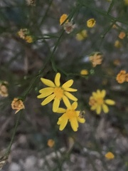 Gutierrezia texana