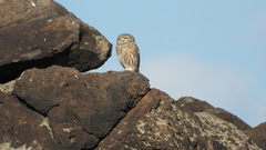Athene noctua
