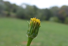 Bidens subalternans