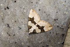 Gagitodes omnifasciaria