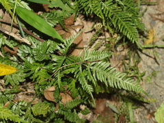 Pteris dispar