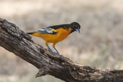 Icterus bullockii × galbula