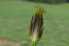 Bidens subalternans