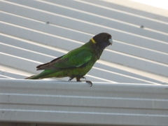 Barnardius zonarius semitorquatus