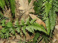 Pteris semipinnata