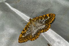 Epobeidia lucifera extranigricans