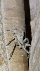 Heteropoda pingtungensis