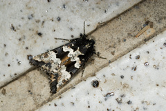 Phlogophora albovittata