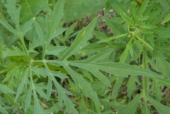 Bidens subalternans