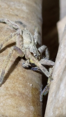 Heteropoda pingtungensis