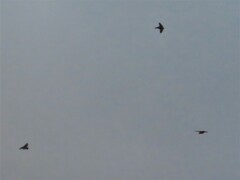 Hirundo rustica