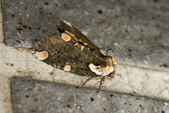 Macrothyatira arizana