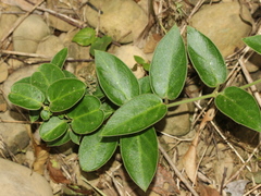 Vincetoxicum hirsutum