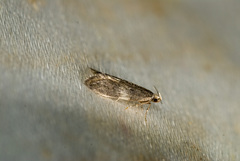 Autostichidae