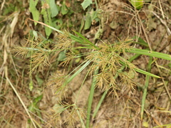 Cyperus distans