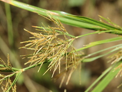 Cyperus distans