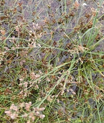 Fimbristylis quinquangularis quinquangularis