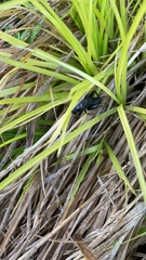 Gryllus pennsylvanicus