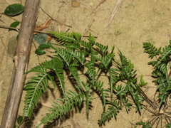 Pteris dispar