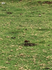 Gallirallus sylvestris