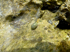 Nerita tessellata