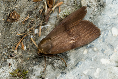 Amphipyra fuscusa
