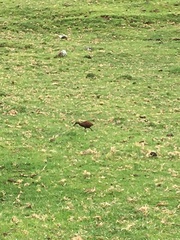 Gallirallus sylvestris